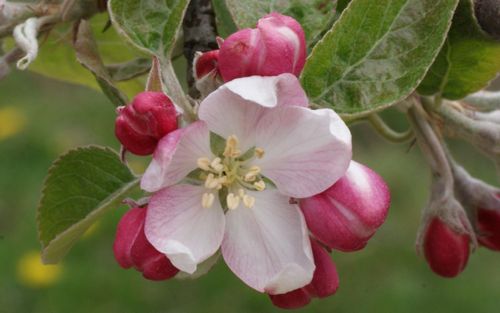 Norfolk Royal Russet