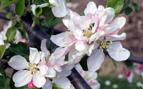 Egremont Russet