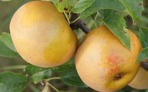 Egremont Russet