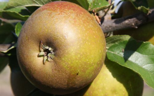 Egremont Russet