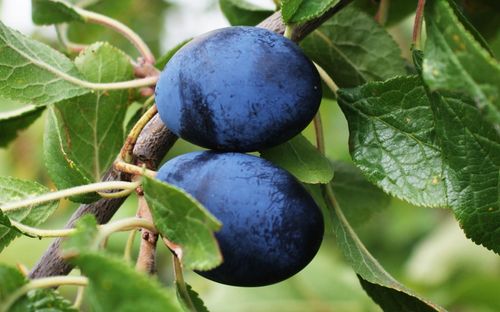 Shropshire Prune
