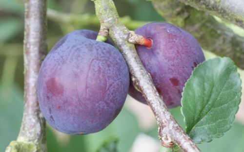 Herman plums