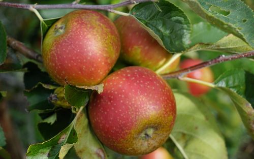 Braddick's Nonpareil