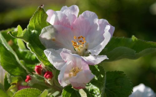 Pixie apple blossom