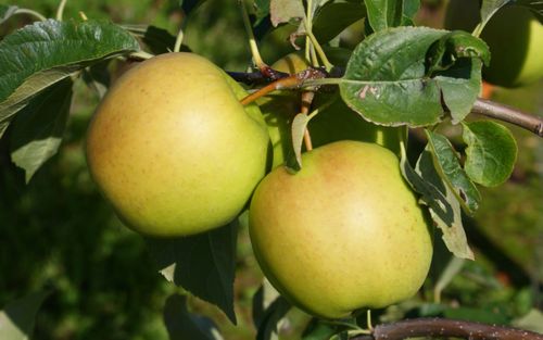 Golden Delicious