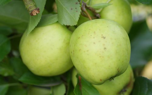 Golden Delicious