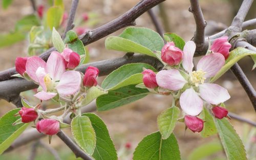 Cornish Gilliflower