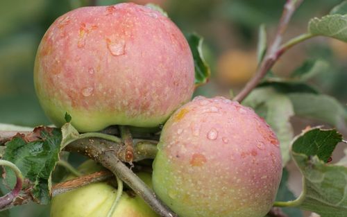 Irish Peach