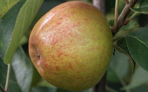 Irish Peach