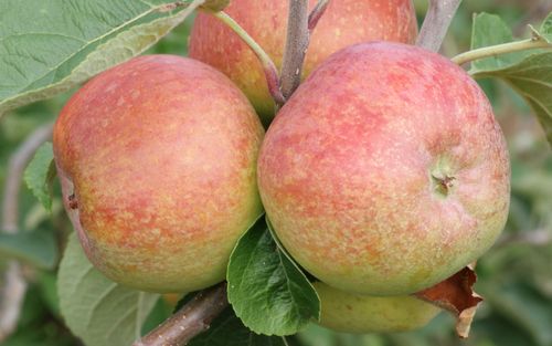 Irish Peach