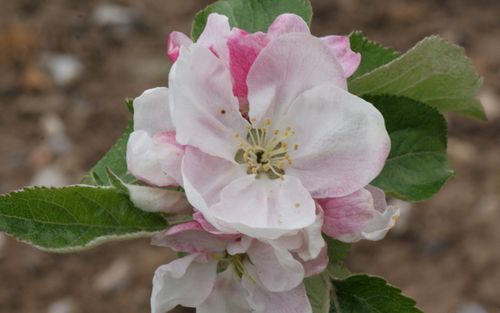 Irish Peach