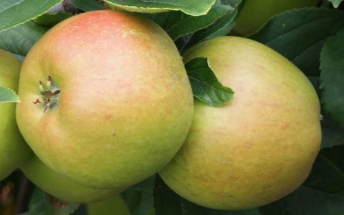King of the Pippins