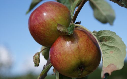 Worcester Pearmain