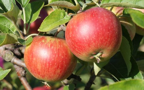 Worcester Pearmain