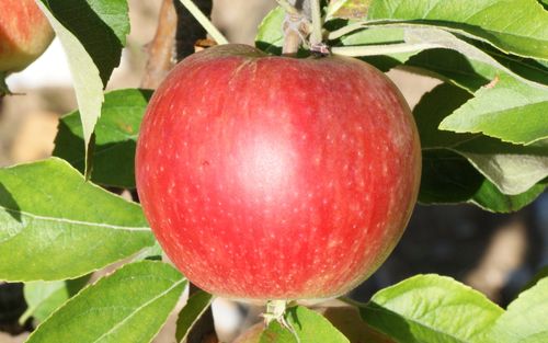 Worcester Pearmain