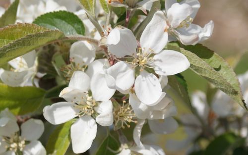 Worcester Pearmain