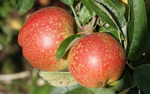 Cornish Aromatic
