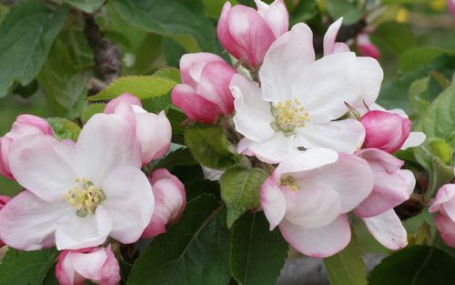Zabergau Reinette