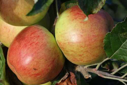 Jonathan apples