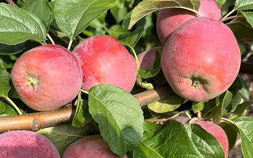 Liberty apples