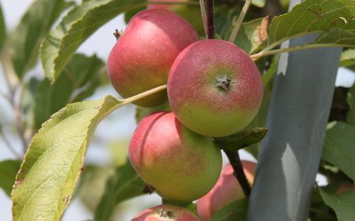 Lady Apple