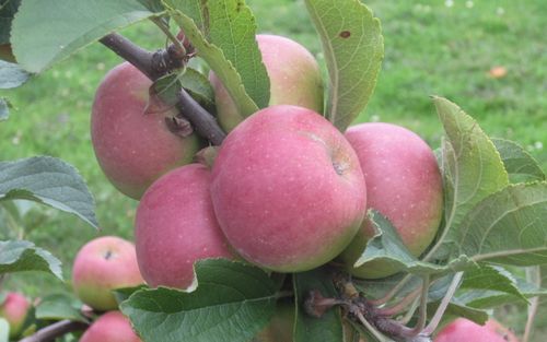 Lady Apple