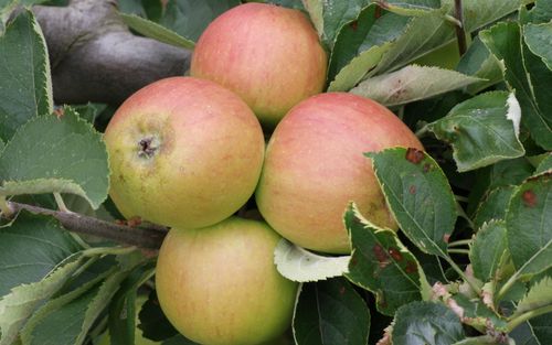 Claygate Pearmain
