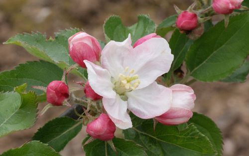 Claygate Pearmain
