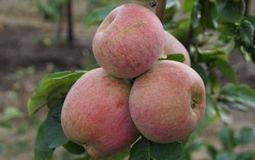 Peasgood's Nonsuch
