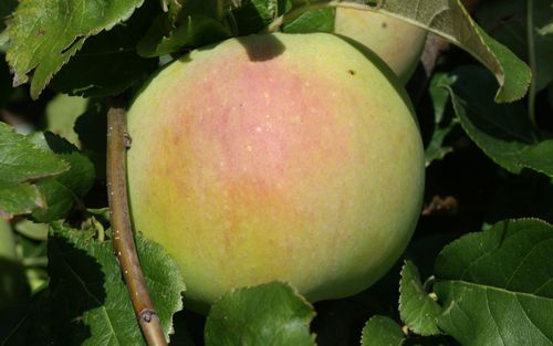 Peasgood's Nonsuch