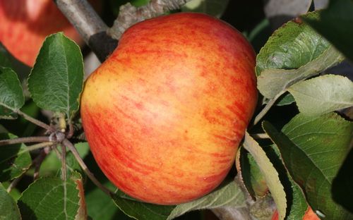 Somerset Redstreak apples