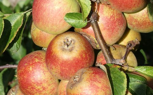 Tydeman's Late Orange