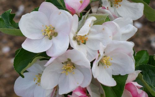 Warners King apple blossom