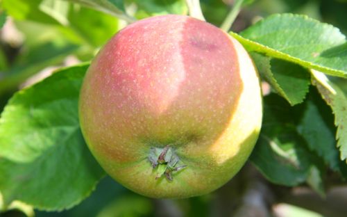 Warners King apples