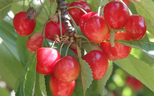 Merton Glory sweet cherries