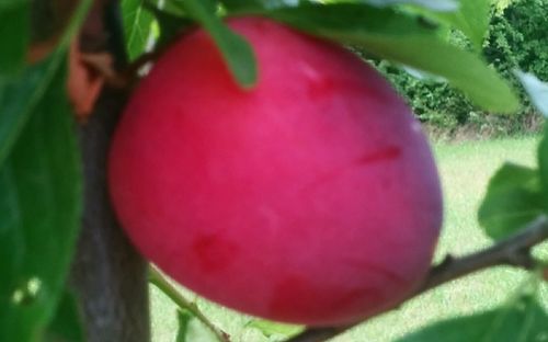 Countess cherry plums
