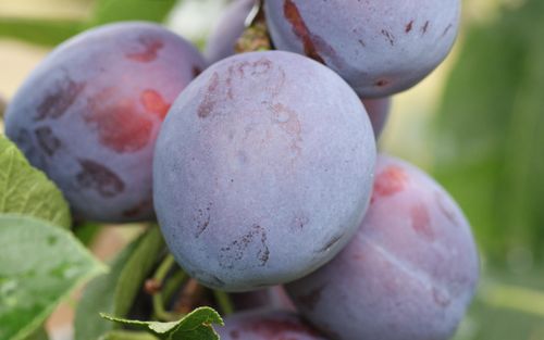 Edda plums