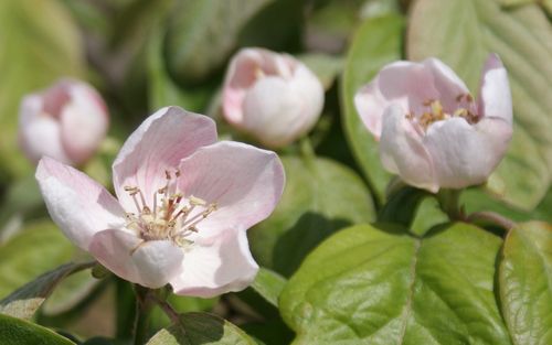 Cydonia oblonga Meech's Prolific blossom