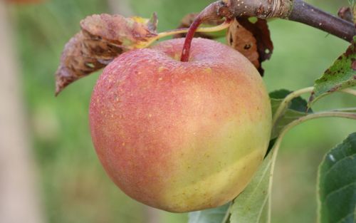 GoldRush apples
