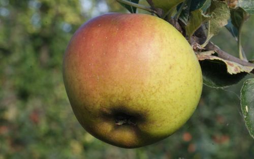 Roxbury Russet