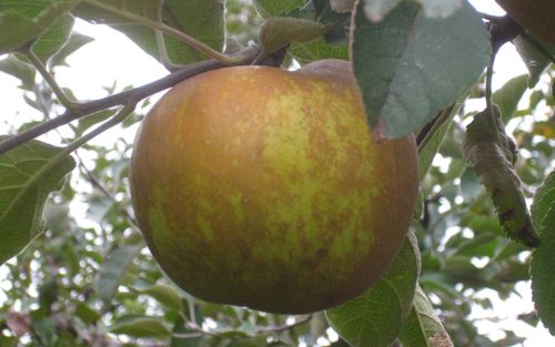 Roxbury Russet