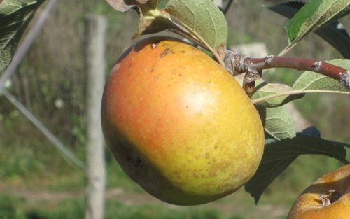 Roxbury Russet