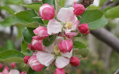 Roxbury Russet