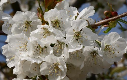Colney sweet cherry blossom