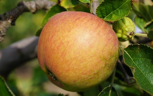Winesap