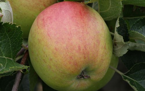 Winesap