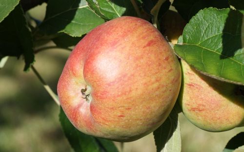 Winesap