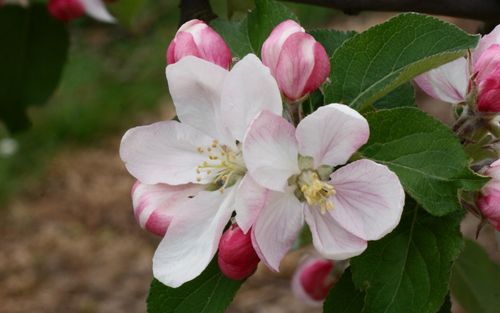 Winesap