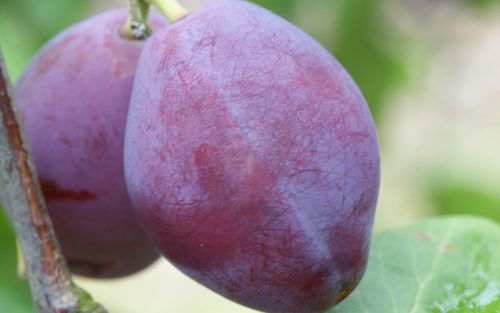 Ersinger Fruhzwetsche