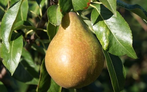 Fondante d'Automne pears
